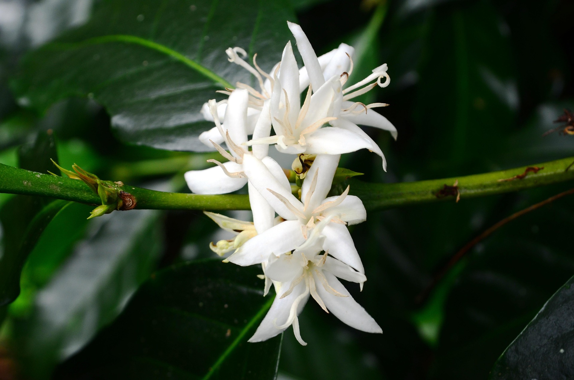 sagoe-flower-1538202_1920